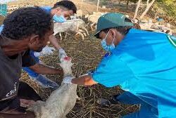 برامجٌ مسرحية وثقافية وفنية تستهدف زوار مهرجان المانجو والفواكه الاستوائية الـ20 بمحافظة صبيا