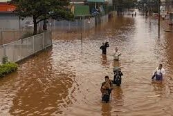 مركز الملك سلمان للإغاثة يوزع 150 رأساً من المواشي للنازحين في محافظة الجوف ضمن مشروع التمكين الاقتصادي للأيتام وأسرهم