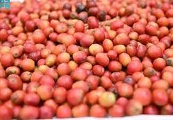 انتشار دبابات وآليات عسكرية في شمال سيناء بعد أيام من تصريحات ترامب بنقل سكان غزة إلى مصر