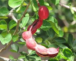 حرس الحدود بمنطقة جازان يحبط تهريب (160) كيلوجرامًا من نبات القات المخدر