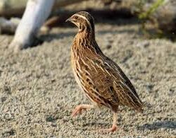 أمانة جازان تطلق خطتها الرقابية استعدادًا لشهر رمضان