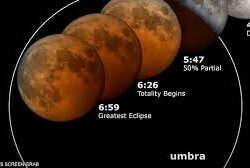 دوريات الأفواج الأمنية بمنطقة جازان تقبض على شخص لترويجه نبات القات المخدر
