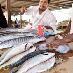 حرس الحدود بمنطقة جازان يضبط (4) مخالفين للائحة الأمن والسلامة لمزاولي الأنشطة البحرية في المناطق البحرية للمملكة