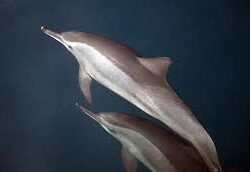 أمانة منطقة جازان تنفذ 138 ألف جولة رقابية خلال الربع الأول من 2025