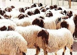 نائب أمير منطقة جازان يطّلع على التقرير الختامي لمبادرة “مدرك”