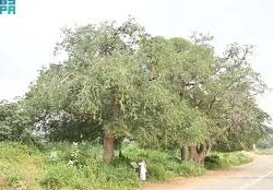 صخرة “وادي لجب”.. تكوين صخري يروي أسرار الطبيعة بمنطقة جازان