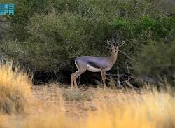 تجمع جازان الصحي يحصد “ميداليتين فضيتين” في معرض جنيف للاختراعات