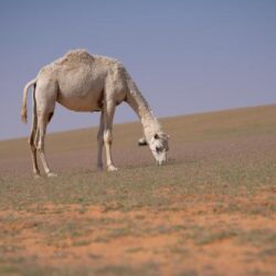 المملكة تؤكد دعمها للجهود الرامية لتعزيز التعاون الدولي في الفضاء السيبراني