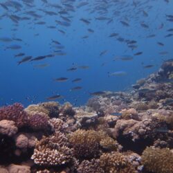 أمن الطرق يحذر من القيادة في أجواء الغبار ويدعو للالتزام بإرشادات السلامة