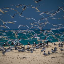 المملكة تعزز أمنها الأحيائي البحري بجهود علمية