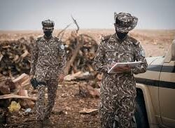 حرس الحدود بمنطقة جازان يقبض على (8) مخالفين لنظام أمن الحدود لتهريبهم (300) كيلوجرام من نبات القات المخدر