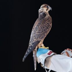 “الأونـروا”: يجب أن يستمر وقف إطلاق النار في غزة