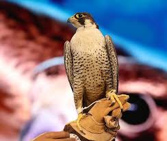 “الأرصاد”: أمطار متوسطة على منطقة جازان