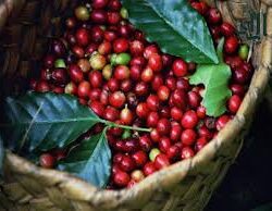 شرطة حائل تضبط وافدًا يمارس أفعالًا منافية للآداب في مركز “مساج”