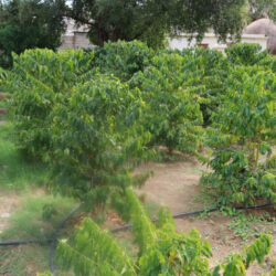 “الأرصاد”: أمطار متوسطة على منطقة جازان