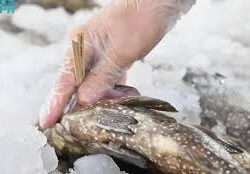 حدائق جازان في الشتاء.. خُضرةٌ تزدانُ بالجمال وتروي فصول السياحة