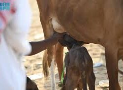 “التجارة” تٌشهر بمقيم بنجلاديشي لارتكابه جريمة التستر في التموينات