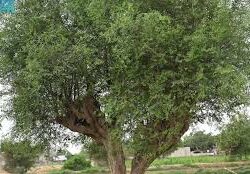 فرع هيئة الصحفيين السعوديين بجازان ينظّم ورشة حول “أهمية التسويق للبرامج الإعلامية”