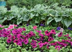 جازان… بوابة المستقبل العلمي والابتكار العالمي