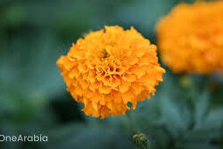 ملتقى “وعيك أمانك” ينطلق بجازان لرفع مستوى الوعي بمخاطر المخدرات