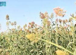 أمانة جازان تُعزز الغطاء النباتي في الواجهة البحرية