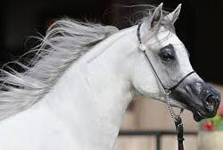 أمير جازان يستقبل مدير فرع وزارة النقل والخدمات اللوجستية بالمنطقة