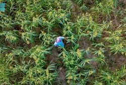 الأجواء الغائمة والمعتدلة تجذب الزوار إلى منطقة جازان