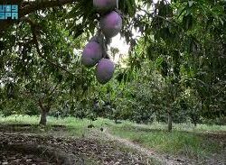 أمير جازان يكرم ذوي الإعاقة من منسوبي إمارة المنطقة