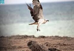 محافظة الدرب.. درب الحجيج ووجهة السياح وعُشَّاق الطبيعة