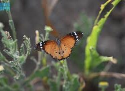 الأرصاد”: أمطار ورياح نشطة على منطقة جازان