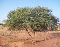 نائب أمير منطقة جازان يُدشِّن الحملة الوطنية للتطعيم ضد شلل الأطفال