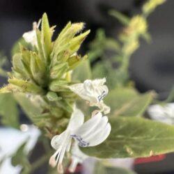 ولي العهد يبحث مع ولي عهد البحرين تعزيز العلاقات التاريخية وفرص التعاون المشترك في الدرعية