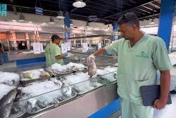 “الكباث”.. لؤلؤة صيفية تتدلى من أشجار الأراك في جازان