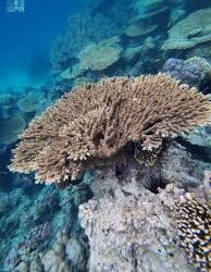 حالة الطقس المتوقّعة اليوم في المملكة