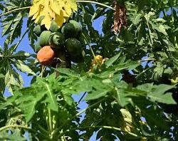 عضو هيئة كبار العلماء الشيخ التركي يطّلع على جهود “استدامة” في جازان لدعم التنمية الزراعية