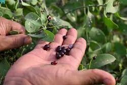 “بيئة جازان” تنفّذ 4621 جولة رقابية لضمان سلامة المنتجات الغذائية خلال شهر مارس