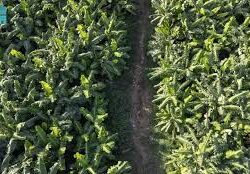 أمير منطقة جازان يرأس اجتماع اللجنة العليا للتوطين