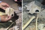 مواطن يعثر على جمجمة حيوان غريب داخل كهف في عسير.. ويعلق: أعتقد لم يصل إليه أحد قبلنا