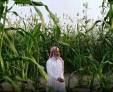 شاهد قصص الأجداد عن خضير جازان هنا ليالي الشويط وسنابل ديسمبر