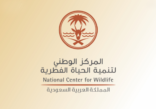 المركز الوطني لتنمية الحياة الفطرية يعلن اكتمال تنظيم الصيد في المملكة