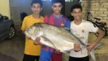 تظهر لأول مرة.. صيد أكبر سمكة في مهرجان “الحريد” بجازان