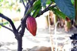 زراعة الكاكاو .. تجارب ناجحة لمنتج زراعي في جازان
