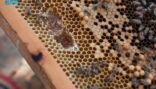 عسل “السدر” الأكثر مبيعاً في مهرجان عسل جازان التاسع
