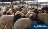 “الزراعة” تعلن عن فرص استثمارية في تربية وتسمين الأغنام في جازان