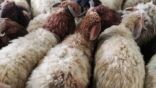 ارتفاع أسعار الأغنام قبل عيد الأضحى..