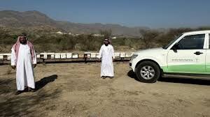 جولات رقابية على مناحل العرضيات لرفع جودة العسل واستدامة تربية النحل