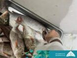 إتلاف كميات من الأسماك الفاسدة بمحافظة صبيا