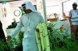 جمعية “الفُل والنباتات العطرية” بجازان تُشارك بأركان متخصصة في مهرجان المانجو