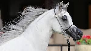 “وقاء” يحذّر: إنفلونزا الخيل تهدد المرابط.. والتحصين والراحة خط الدفاع الأول