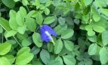 هيئة تطوير وتعمير المناطق الجبلية بجازان تتبنّى زراعة الشاي الأزرق لدعم التنمية الريفية والمنتجات الواعدة